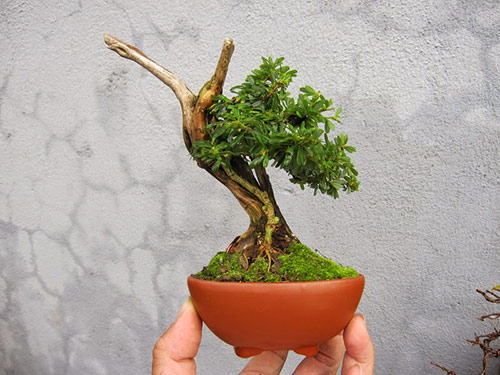 Những lý do bạn nên sử dụng cây bonsai mini để bàn làm việc
